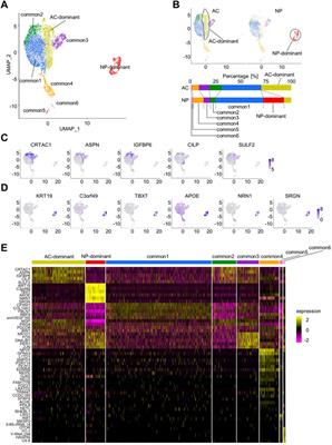 Chondrocyte-like cells in nucleus pulposus and articular chondrocytes have similar transcriptomic profiles and are paracrine-regulated by hedgehog from notochordal cells and subchondral bone